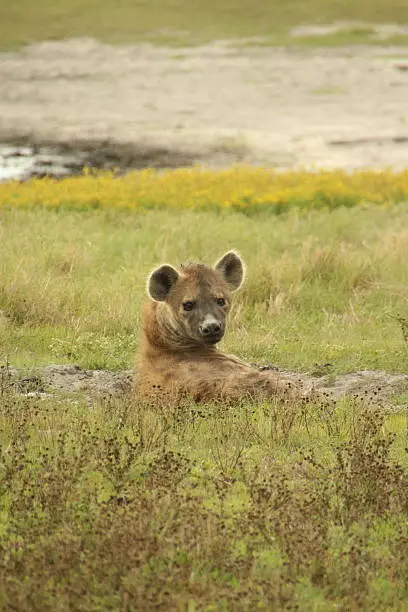 The Wildlife: Migration, Recovery, and Return