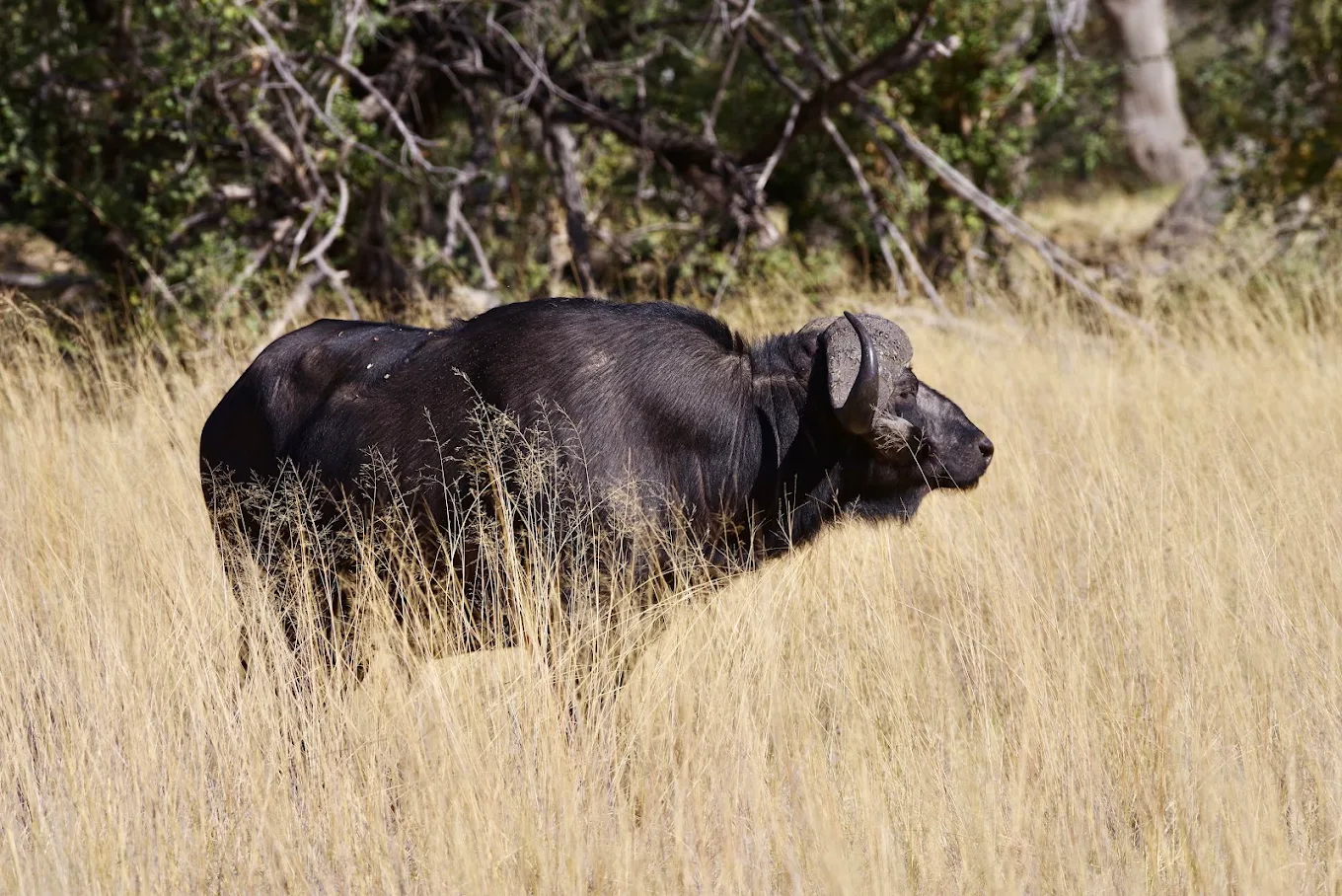 Zambia: Where Safari Was Invented on Foot