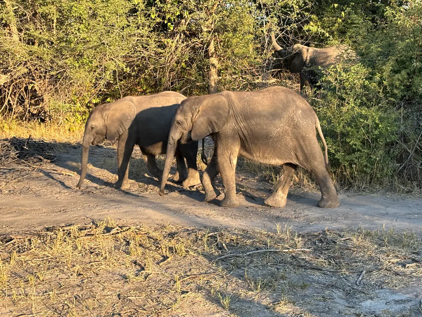 What a Safari Actually Is: The RCA Position