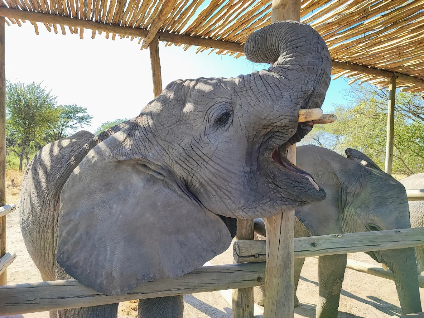 Botswana: Africa's Gold Standard for Safari Quality