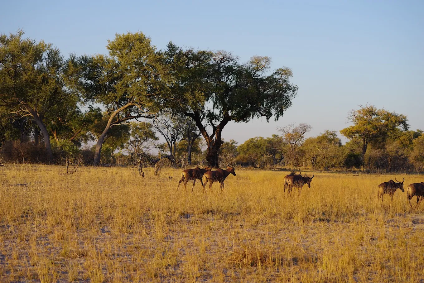 Uganda: The Primate Safari Country