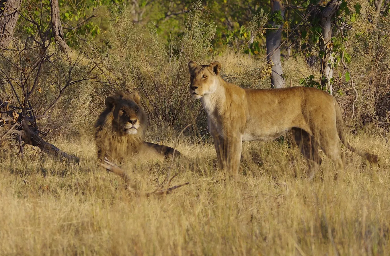Tanzania: The Best Wildlife Country in East Africa