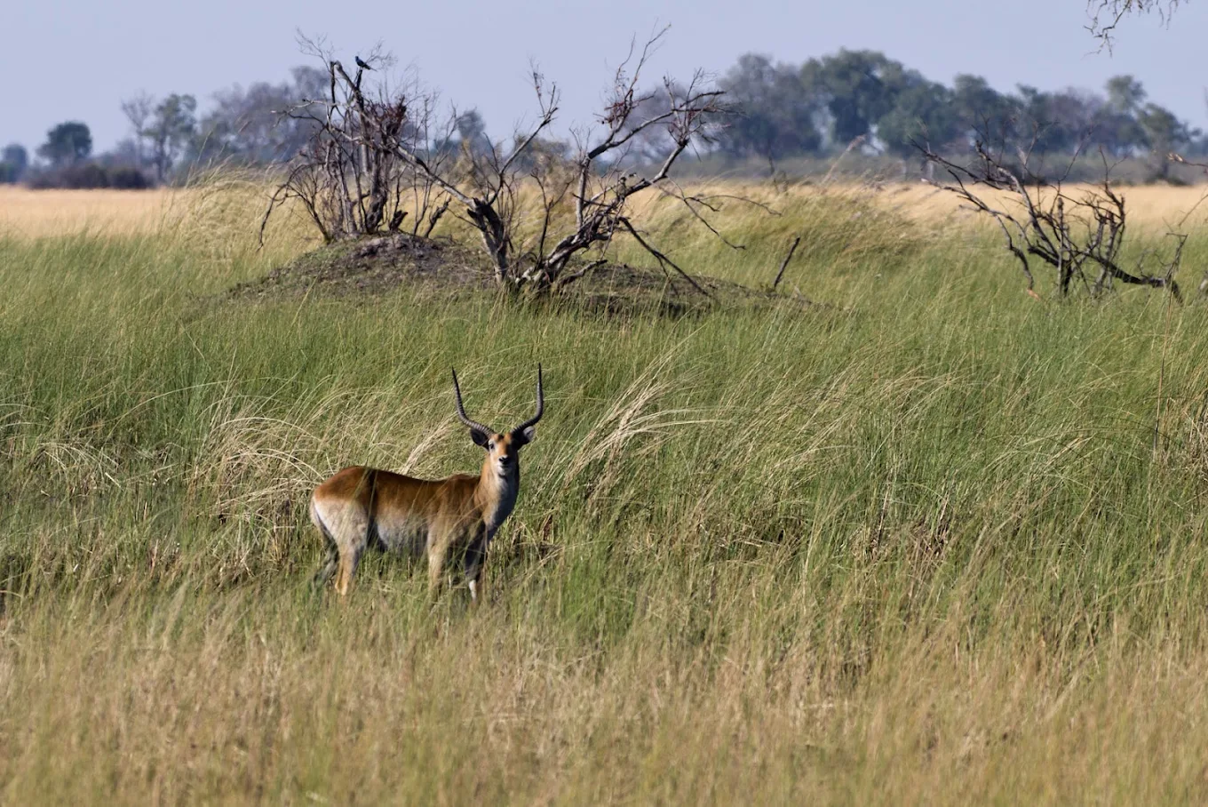 South Africa: The Best First Safari Country