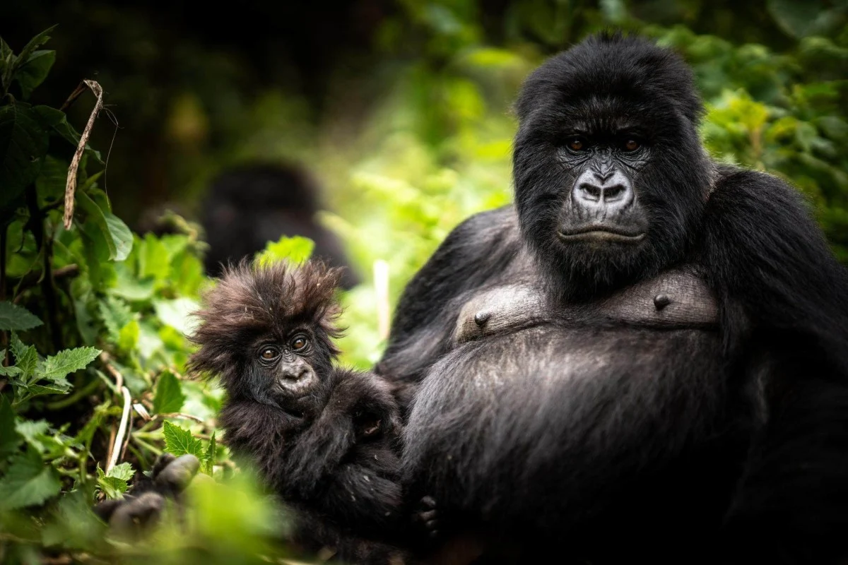 Beyond Gorillas: Rwanda's Broader Conservation Tourism Architecture