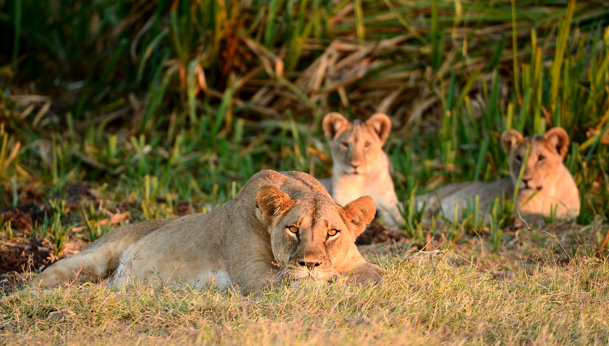 The National Picture: Kenya's Tourism Revenue and the Distribution Problem