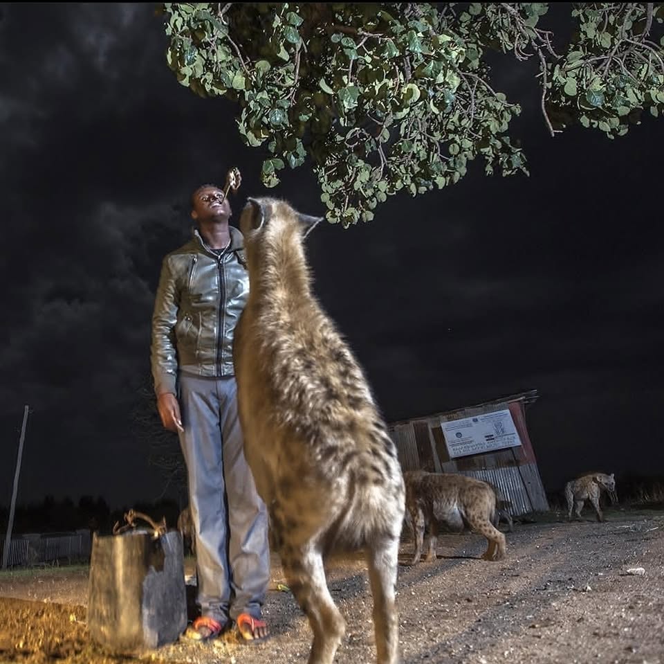 The Nightly Hyena Feeding