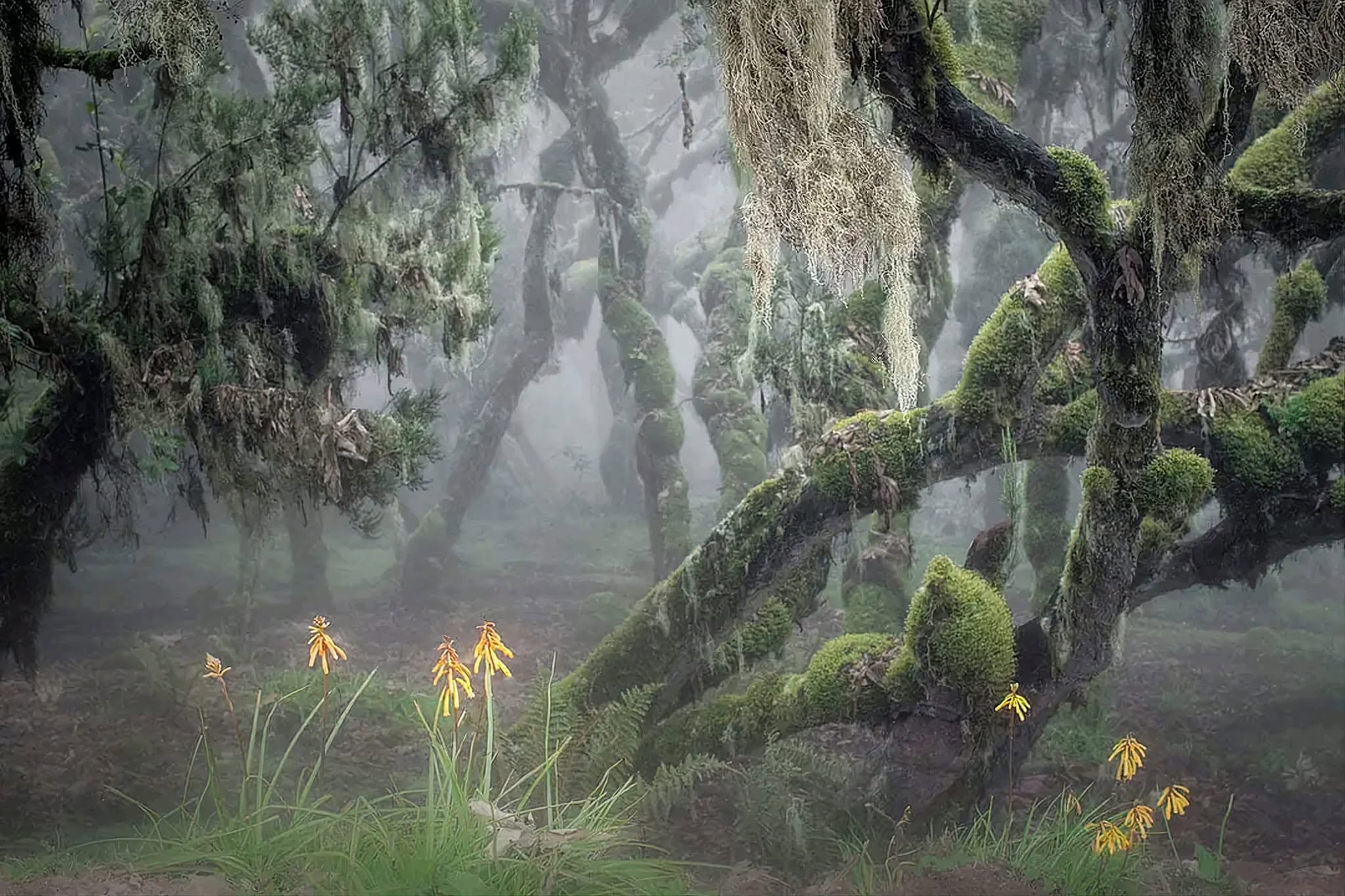 Harenna Forest Bale Mountain National Park