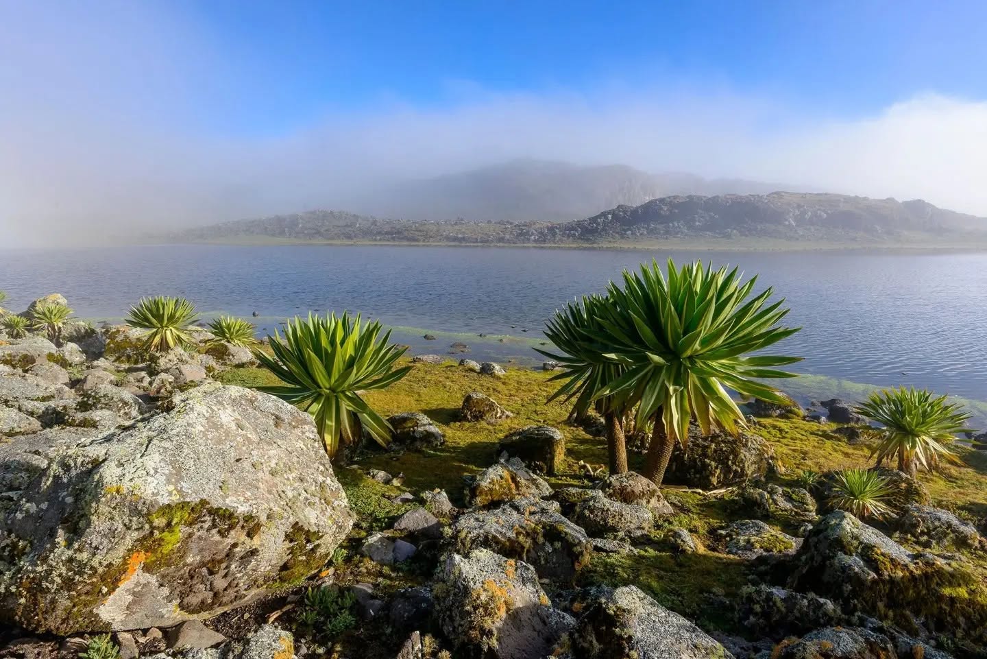 The Tapestry of the Bale Mountains
