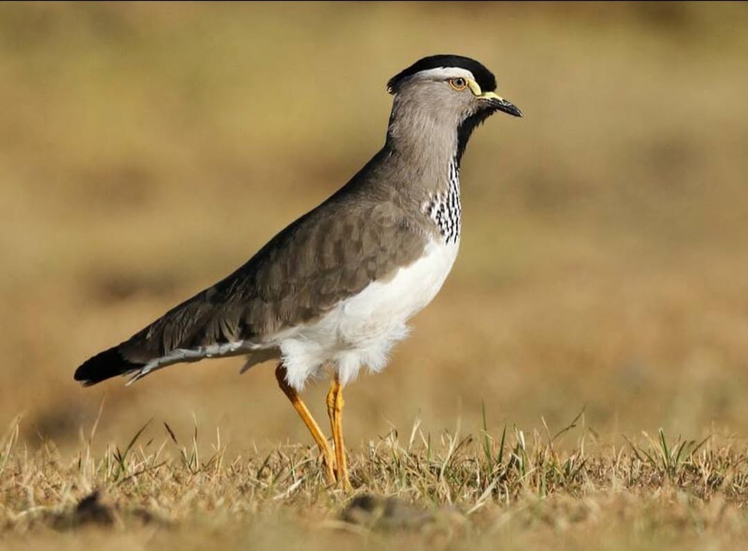 A Birdwatcher’s Paradise