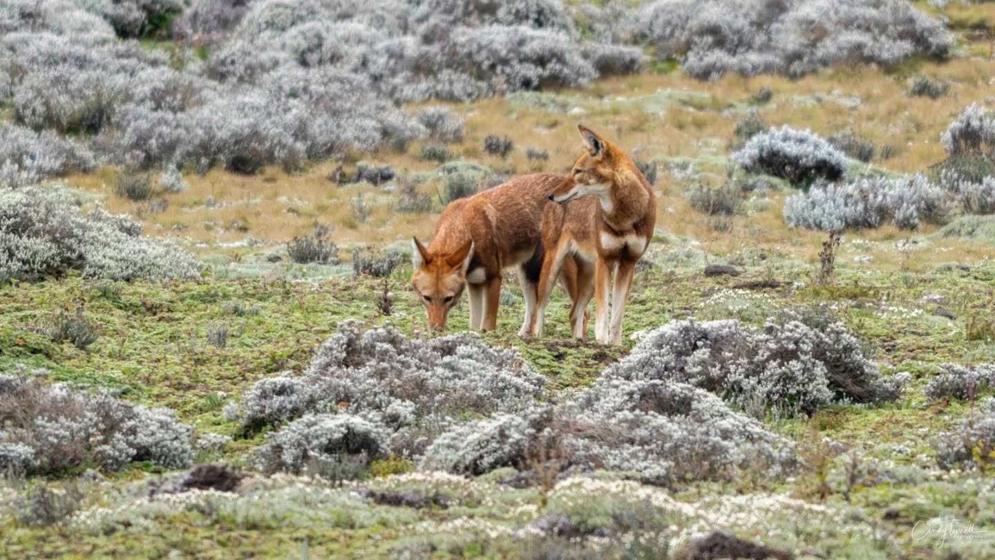 Ethiopian wolves at Bale Mountains