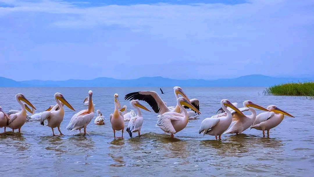 Lake Ziway's Fishery