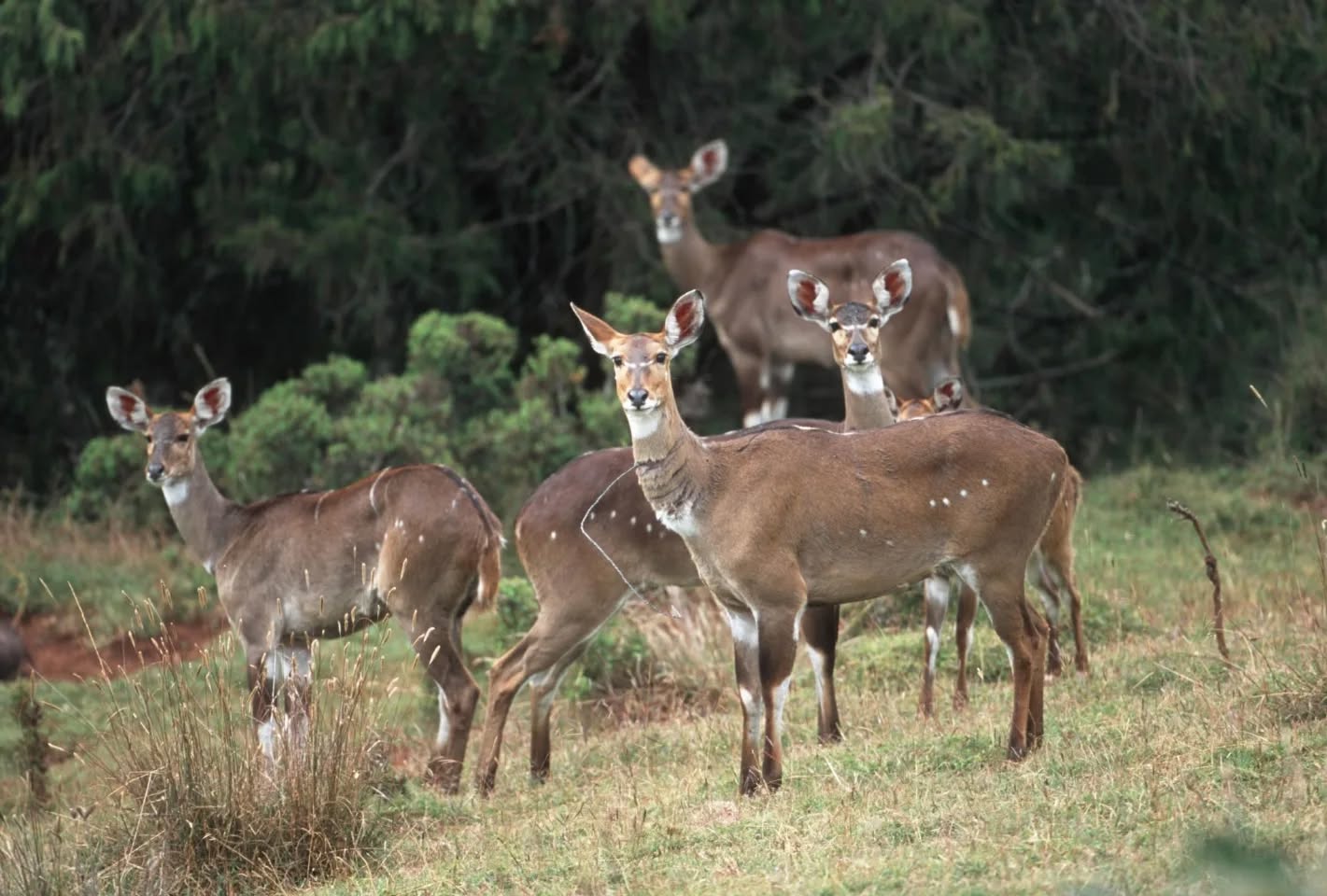 Menelik’s Bushbuck, Bale Mountains