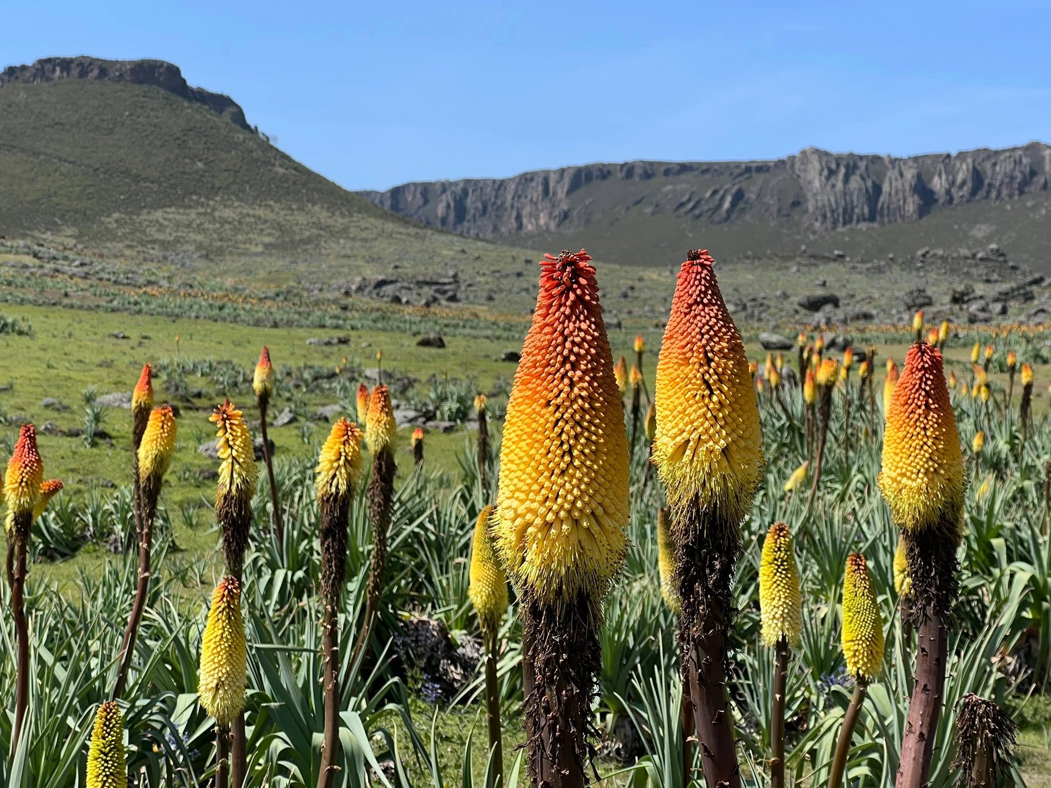 The Sanetti Plateau