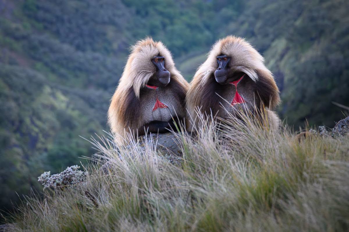 Gelada Baboons