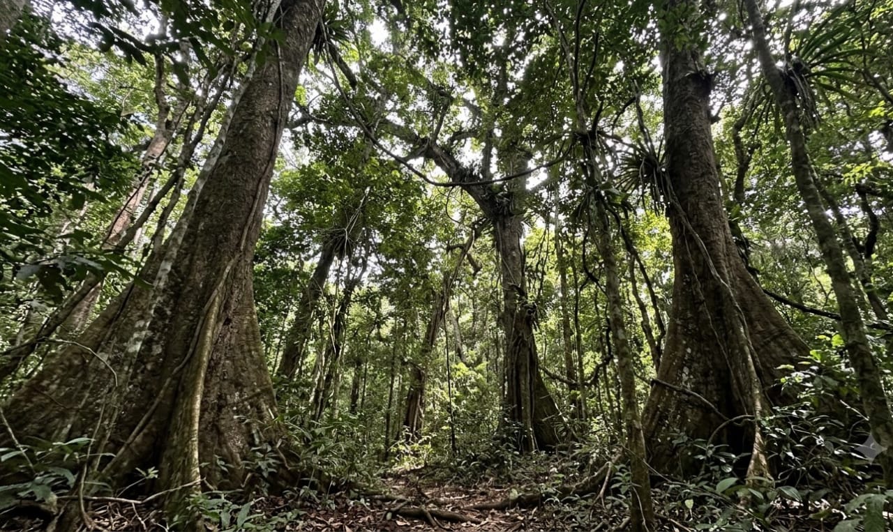The Rainforest That Ties Both Economies Together
