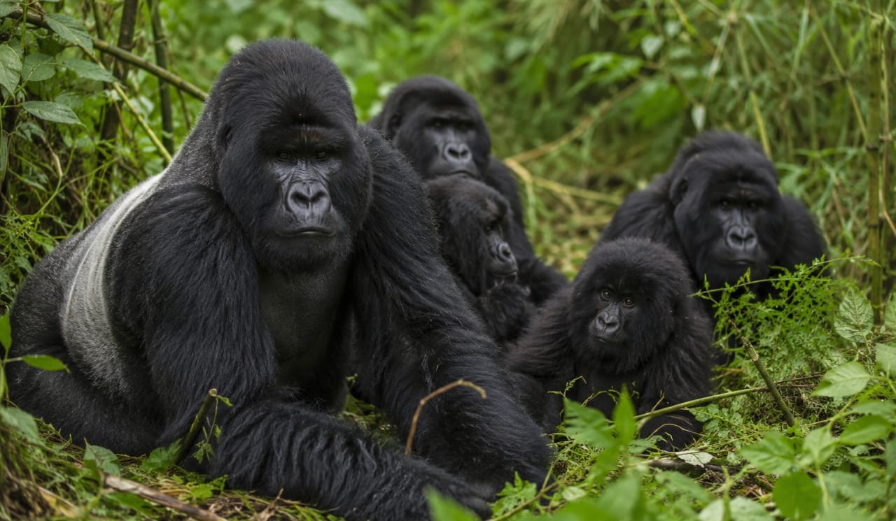 The Case for a Rwanda-DRC Gorilla Trekking Corridor
