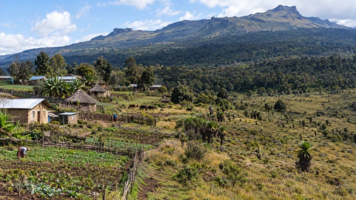 Ethiopia's Bale Mountains: The Underutilised Crown of Afromontane Ecotourism