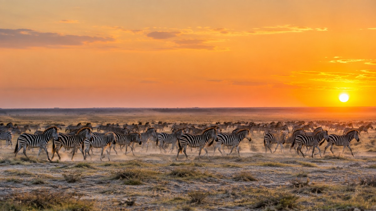Where Botswana's Elephants Actually Are