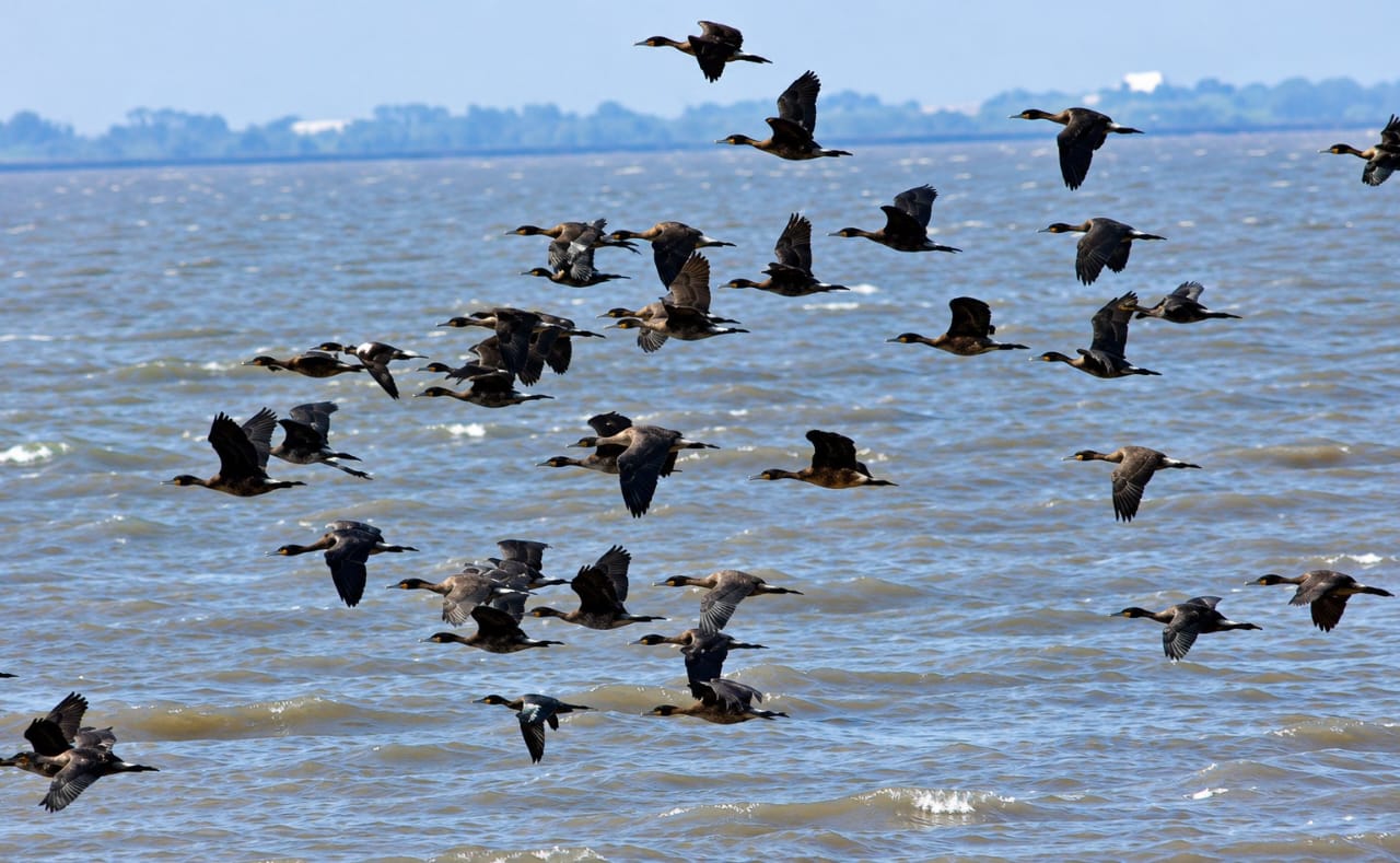 Whistling ducks hover over Lake Débo in Mali’s 4,119,500-hectare Inner Niger Delta.