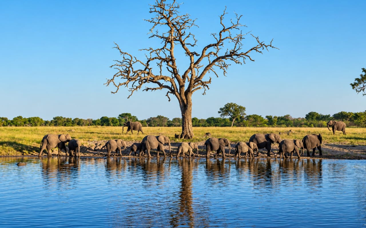 What Hwange means for Africa’s tourism future