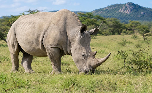 A white rhino at Hlane Royal National Park, where Big Game Parks has run conservation on royal land.